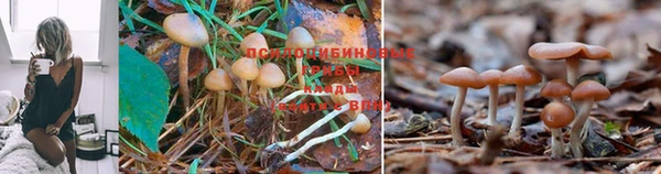 mdma Няндома